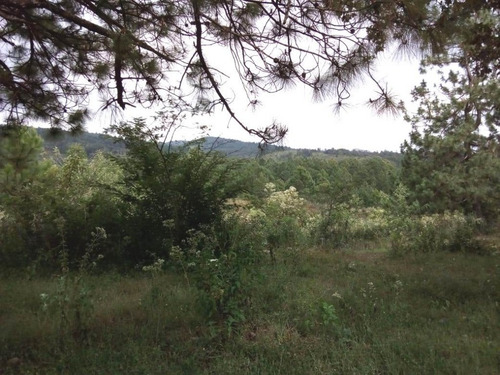 Imagen 3 de 6 de Terreno Rustico En Venta En La Localidad El Manzanillo