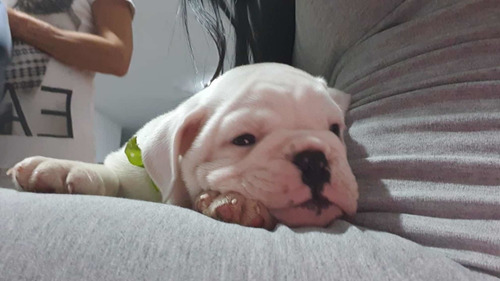 Imagen 2 de 7 de Bulldog Inglés 3 Meses Blanco. Único