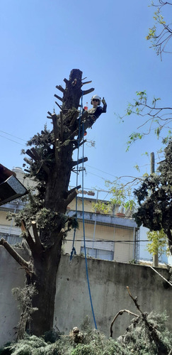 Imagen 11 de 12 de Poda De Arboles Tala Extracciones Palmera Whatsap 1528694955