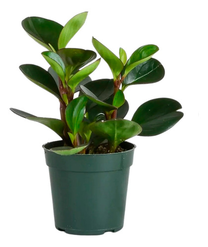 Peperomia Obtusifolia Planta Hojas Romas Peperomia Jade 10cm