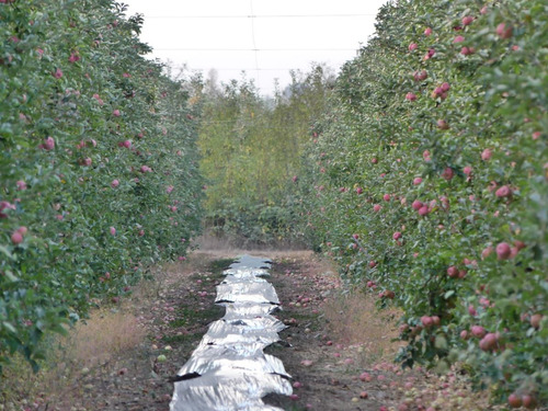 Campo Frutícola En Venta En Linares
