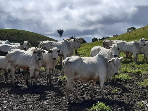 Imagem 15 de 15 de Fazenda Para Venda Em União Dos Palmares, Zona Rural - In - 0010_1-2015625