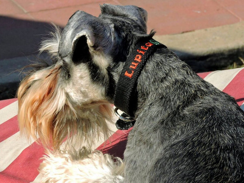 Imagen 5 de 8 de Collar Bordado Personalizado En 2 Cm De Ancho Pet Id