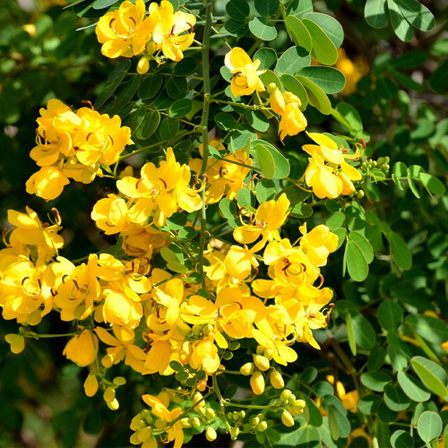 Muda De Canafístula - Peltophorum Dubium