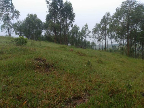 Imagem 2 de 14 de A26- -terrenos Com Ótima Topografia.
