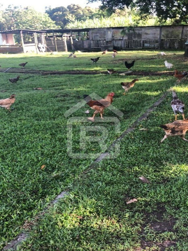 Imagem 3 de 30 de Sitio Com Topografia Plana, Totalmente Limpo, Ótimo Para Plantação Ou Criação De Gados. - 37 - 70344663