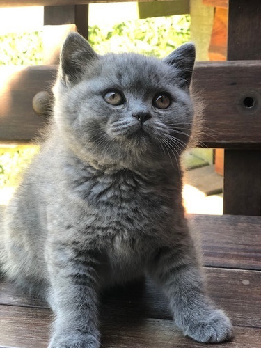 Gatito Británico Pelo Corto - British Shorthair