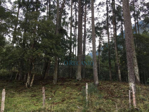Imagem 6 de 11 de Sítio À Venda, 88634 M² Por R$ 1.055.000,00 - Linha Furna - Gramado/rs - Si0107
