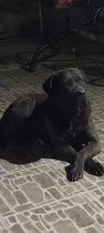 Comprar Cane Corso. Mastin Italiano. Puro. Macho. Busca Novia.