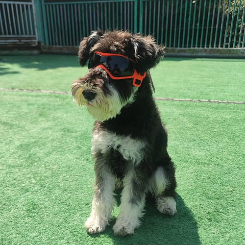 Gafas De Sol Para Perro Raza Pequeña Con Protección Uv