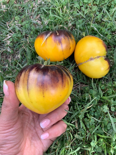 Semillas De Tomate Purple Sunrise (amanecer Púrpura)