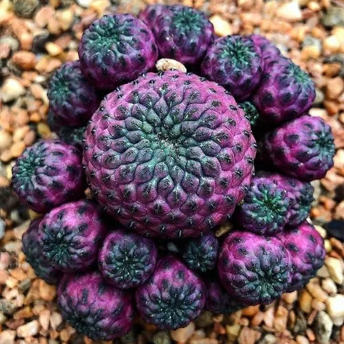 100 Semillas De Cactus Lila Fluorescente, Más Sorpresa