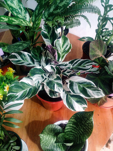 Calathea White Fussion - ¡novedad! - Planta Ornamental Blanco
