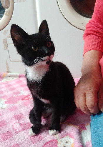 Adopcion Gato 6 Meses