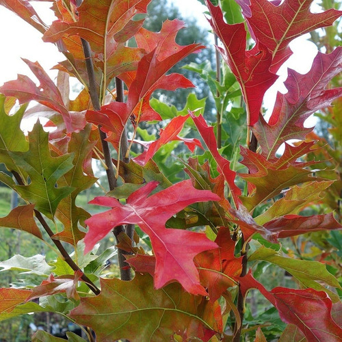 Semillas X20 Roble De Los Pantanos Quercus Palustris Rojo.