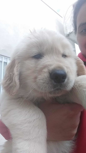 Imagem 3 de 5 de Filhote De Golden Retriever - Macho