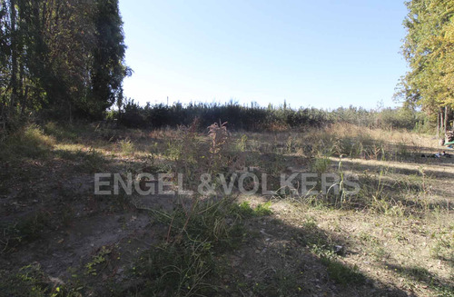 Terreno En Olivar