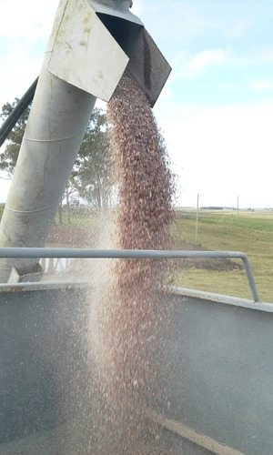 Sorgo Grano. Bolsa De 40 Kgs