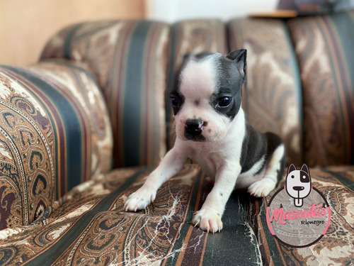 Boston Terrier Rojo Y Negro Precio Especial