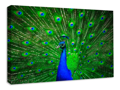 Cuadro Decorativo Canvas Animales Pavorreal Contraste 80x60