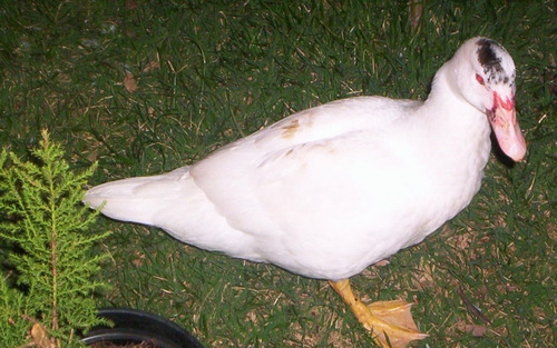 Imagen 3 de 3 de Venta De Huevos Fértiles Patos Pekin