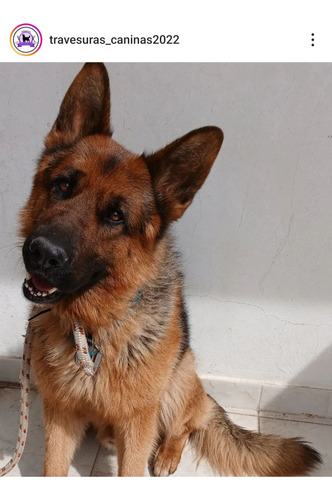 Peluquería Caninas A Domicilio