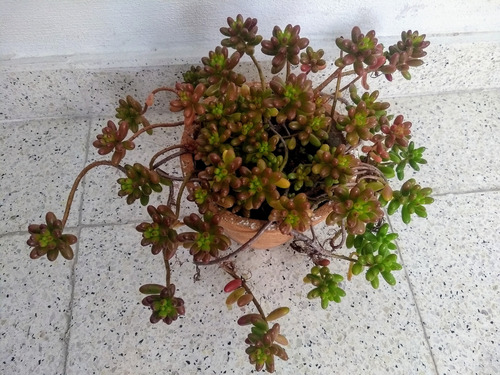 Suculenta Sedum Rubrotinctum