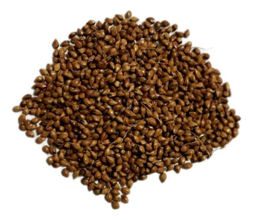 Sorgo Vassoura-1,5kg De Sementes - Produção Vassoura Caipira