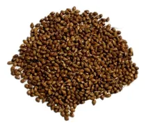 Comprar Sorgo Vassoura-1,5kg De Sementes - Produção Vassoura Caipira