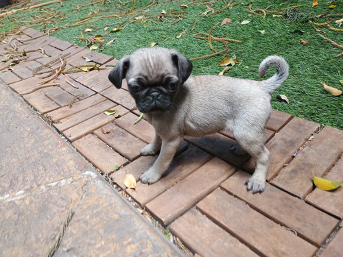 Pug Vacunados Envios A Todo Mexico