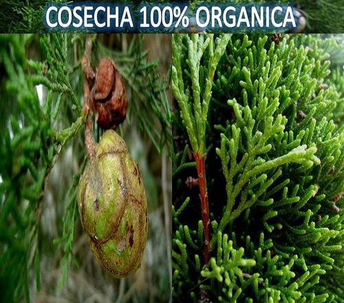 Hojas De Cipres 100% Natural Recomendado Por Expertos