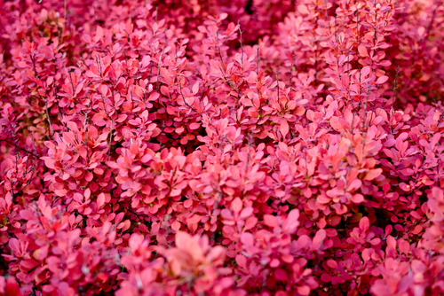 Berberis. Un Jardín En Tonos Rojos.