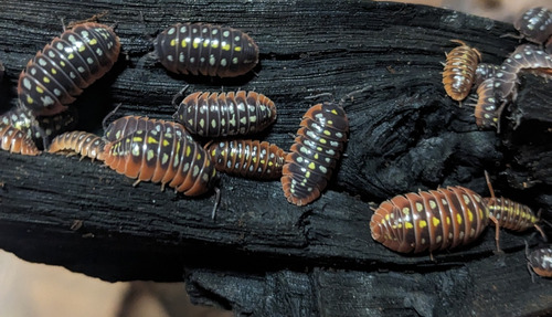 Isopodo Cochinilla Klugii Montenegro! (Usado)