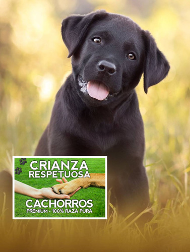 Labrador Retriever Machitos Hermosos 24 Meses Garantia Salud