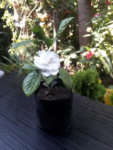 Gardenia 