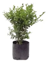 Comprar Plantas Cercos Vivos Buxus 3l