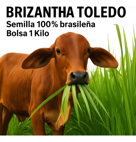 Brizantha Toledo Semillla 100% Brasilera Bolsa 1 Kilo