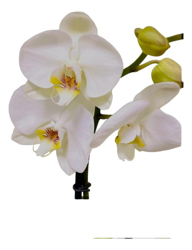 Orquídea Blanca Phalaenopsis Una Vara. Cactus Suculovers 