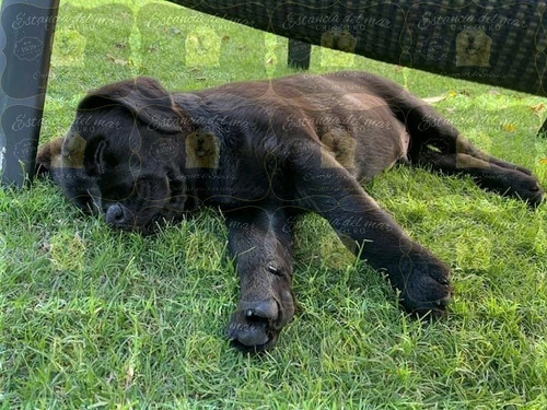 Cachorros Labrador Criados En Campo. 100% Puros Con Garantia