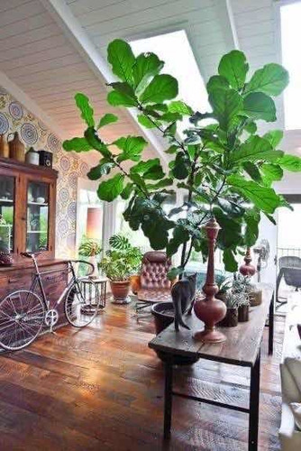Ficus Pandurata O Lyrata De 2 -2.30 Metros De Altura