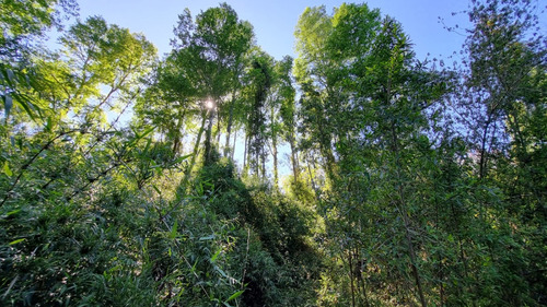 Parcela 1 Hectárea En Mafil