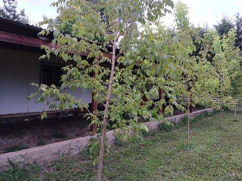 Parcela En Venta En Longaví Con Casa.