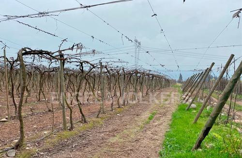 Imagen 3 de 11 de Campo En Chimbarongo