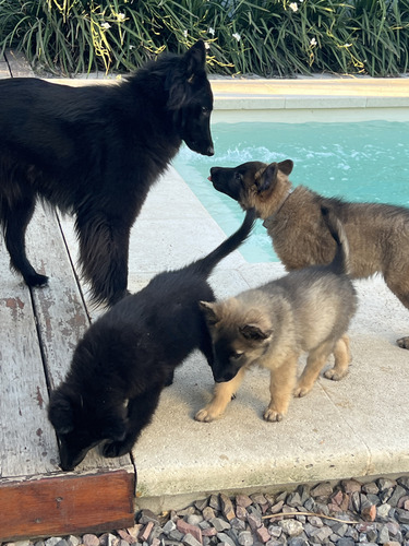 Pastor Belga Tervueren Y Groenendael Cachorros Con Pedigree