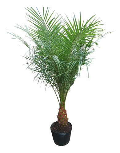 Palmera Phoenix Roebelenni