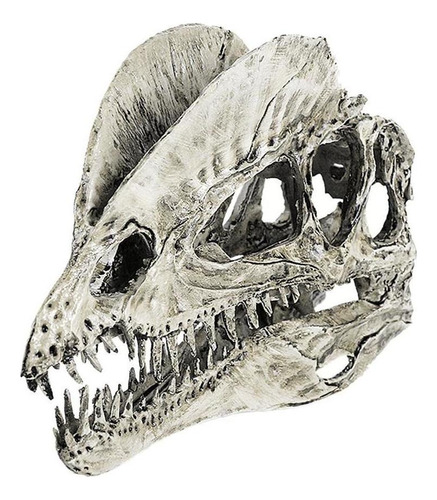 2 Piezas 1/3 Modelo De Resina Dilophosaurus Cráneo Fósil