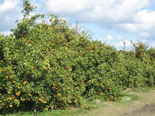 Laranja Folhas