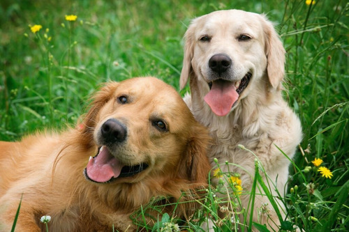 Pipeta Fipronil Anti Pulgas Garrapatas Piojos Gatos Y Perros