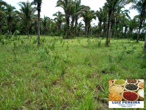 Imagem 2 de 15 de Fazenda À Venda No Vale Do Araguaia - To - De 22 Alqueirões (dupla Aptidão) - 1651