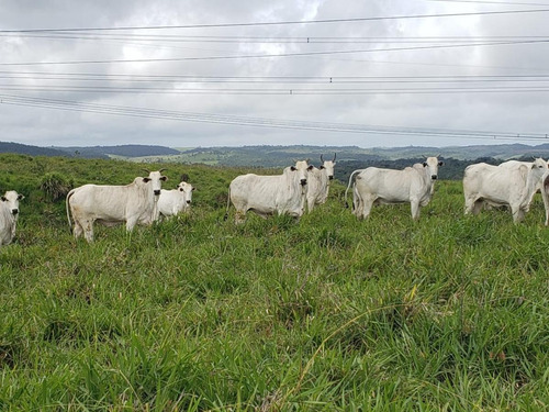 Imagem 9 de 15 de Fazenda Para Venda Em Canhotinho, Zona Rural - In - 0010_1-2014430